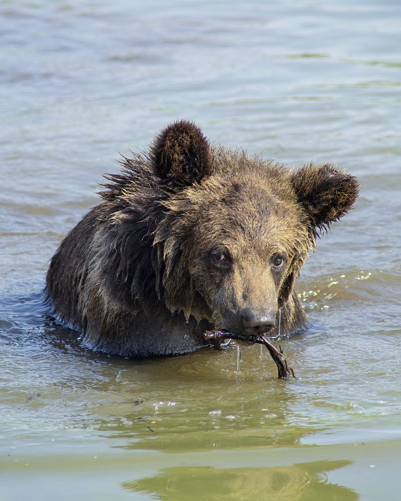 Photograph by Игорь Зиновьев