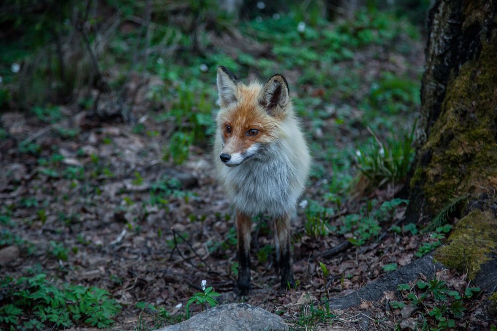 Photograph by Сагдиева Эльвира