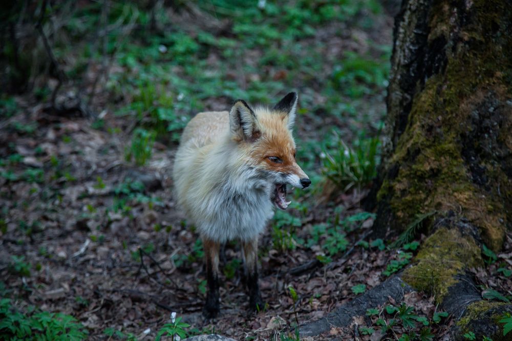Photograph by Сагдиева Эльвира