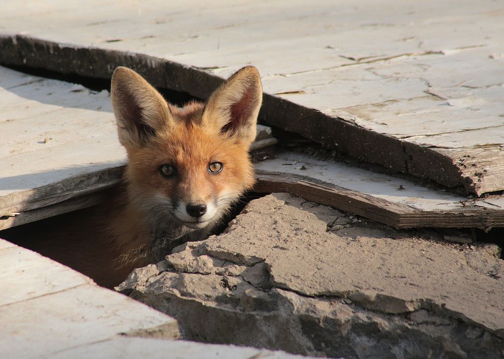 Photograph by Александр Кожевников