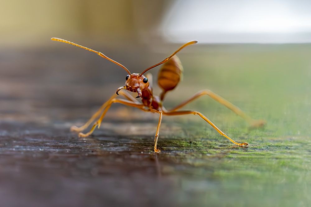 Стой, кто идёт?!