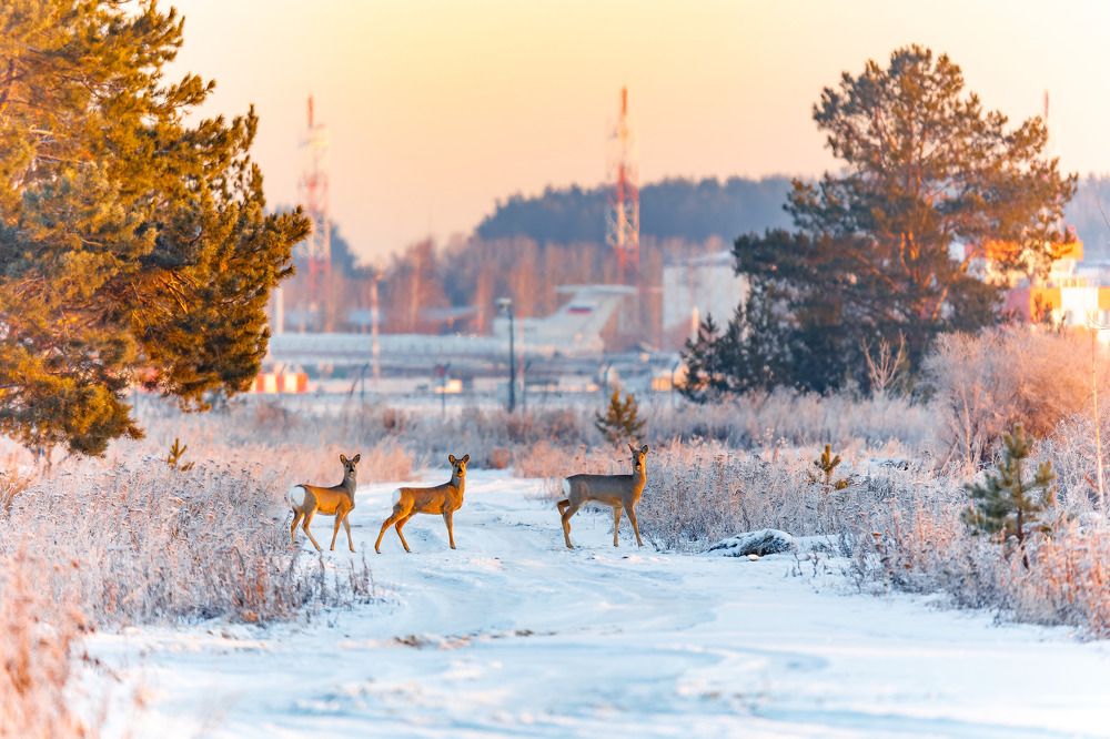 Photograph by Юрий Ломакин