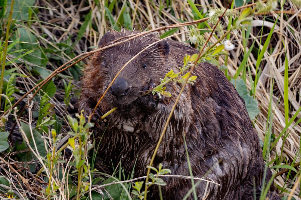Photograph by Юрий Ломакин