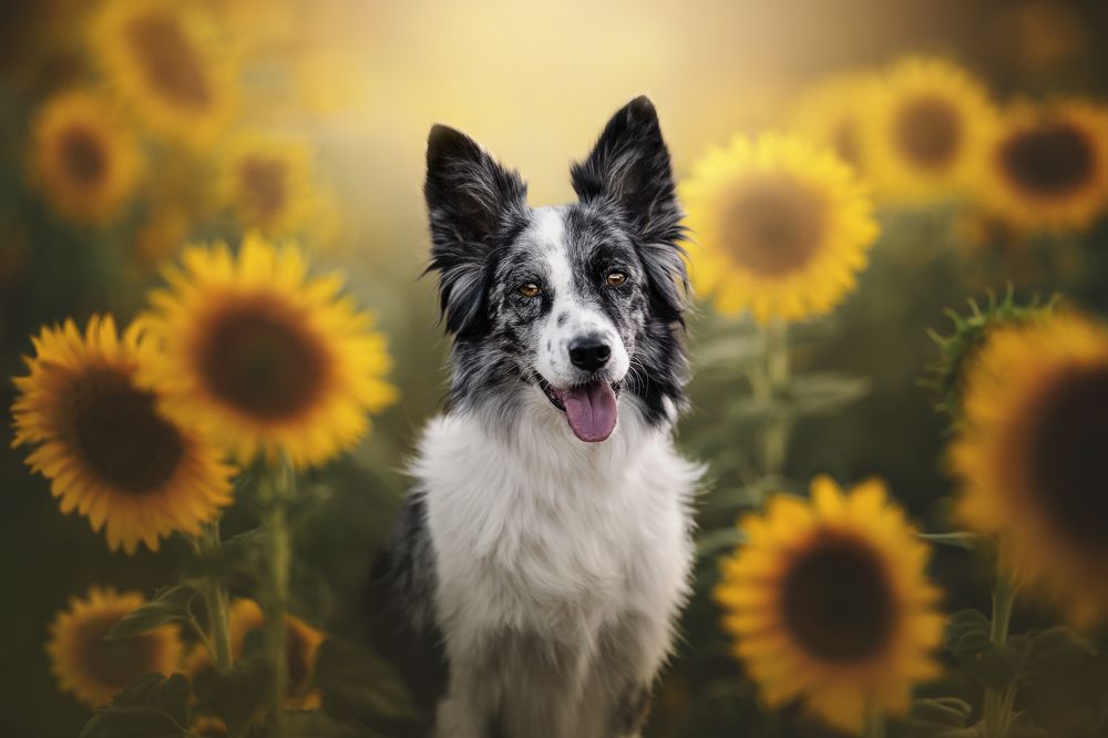 Фотография автора Rut Casanellas