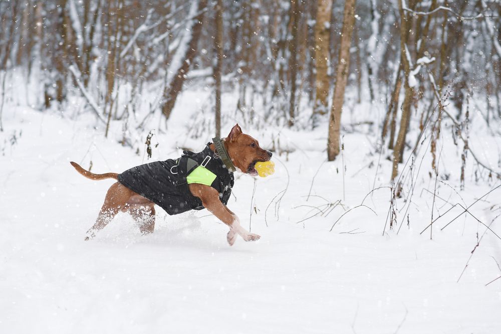 Тео в зимнем лесу