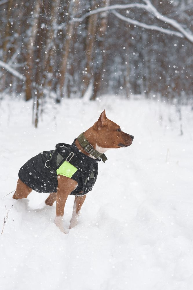 Тео в зимнем лесу