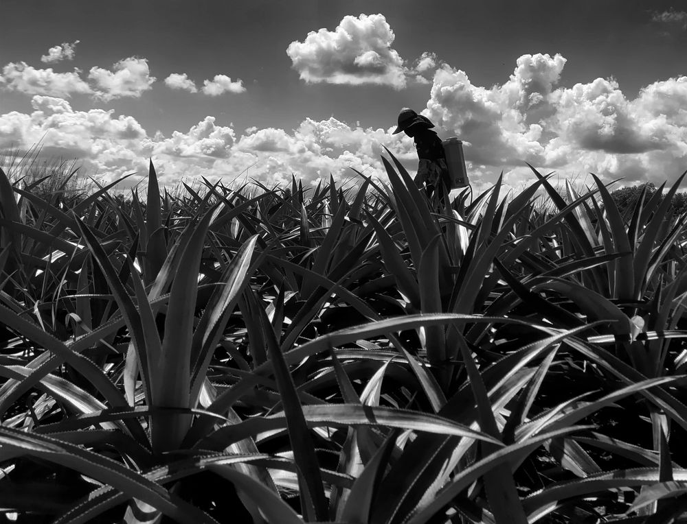 Photograph by Le Thach Duy Hai