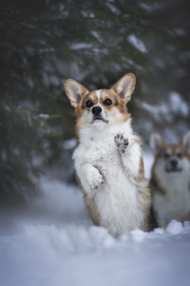 Photograph by Анастасия Чупракова