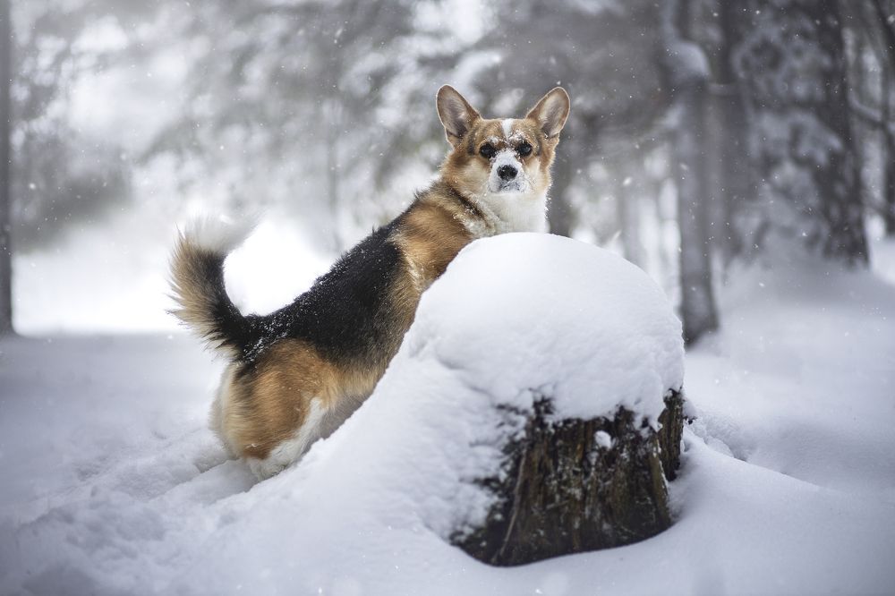 Photograph by Анастасия Чупракова