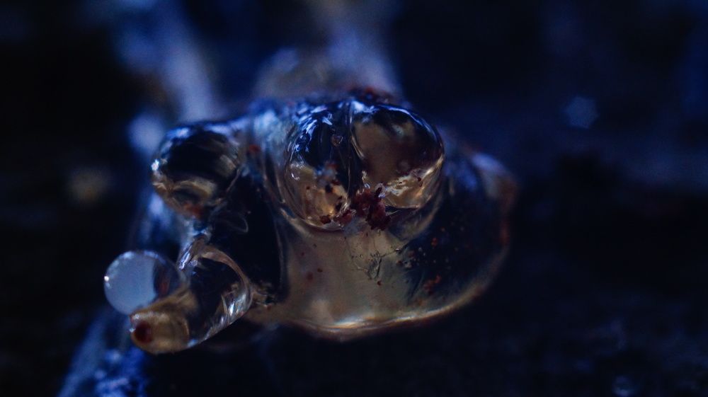 Photograph by Лиза Малыгина