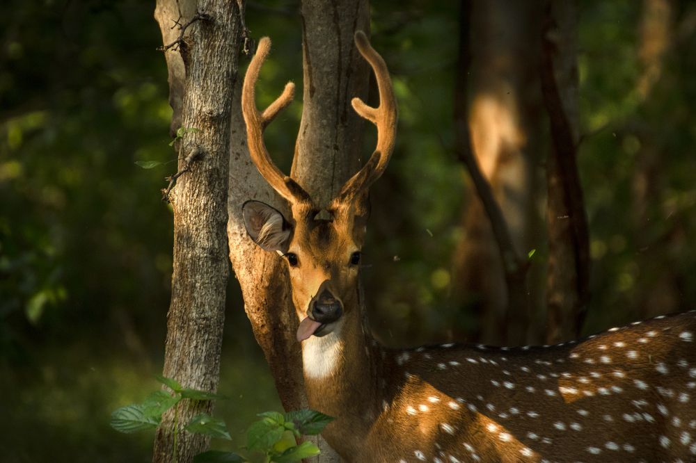 Photograph by saikat chanda