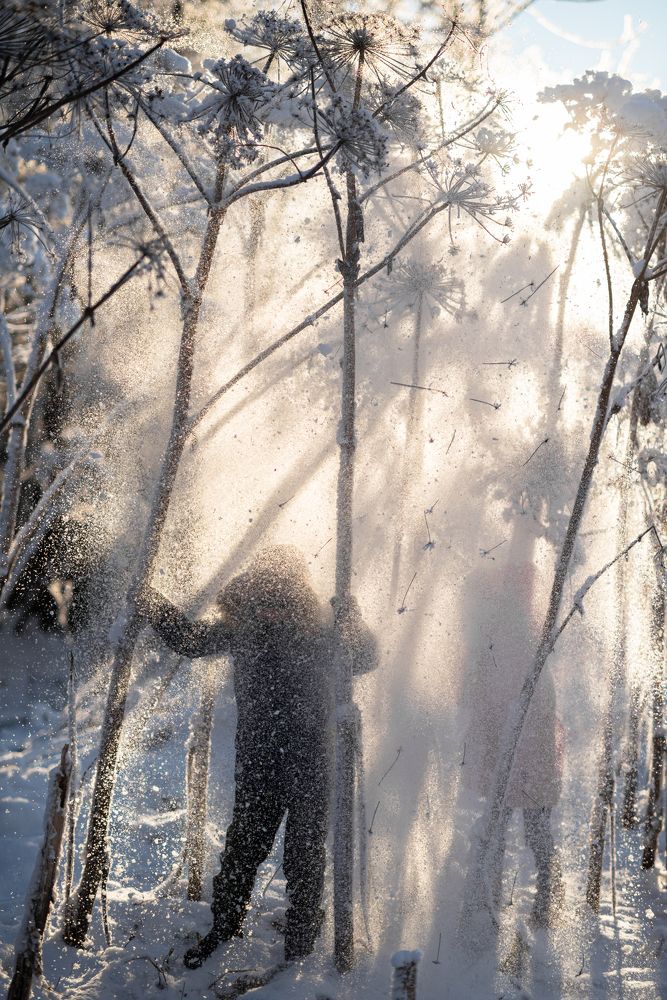 Внимание, борщевик!