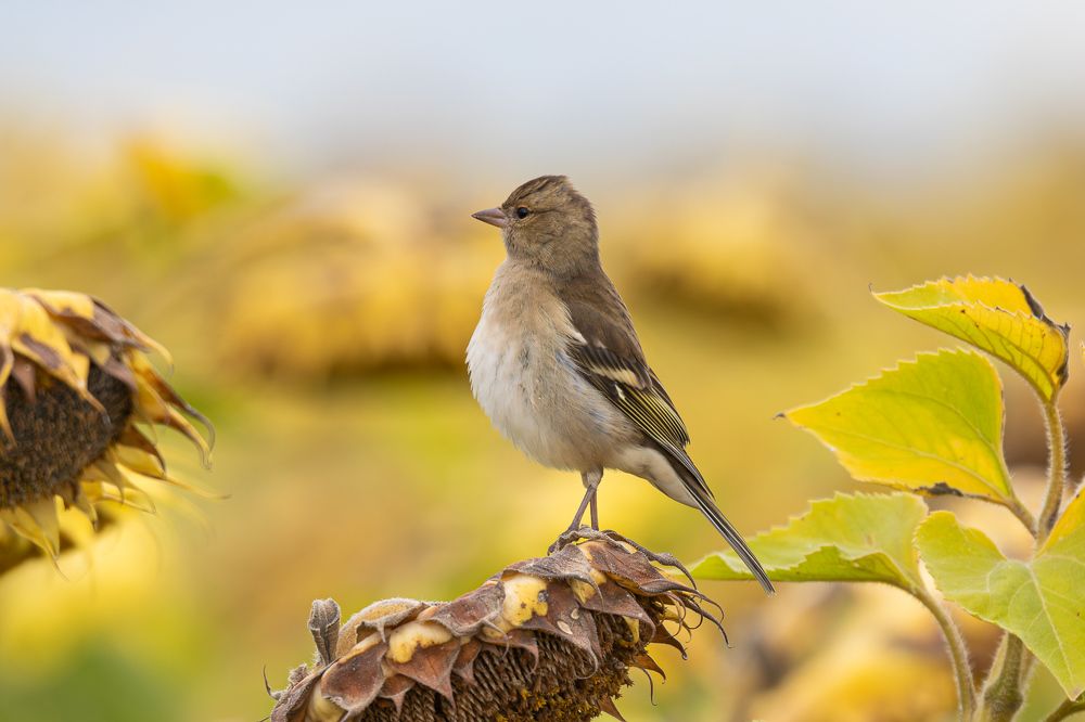Фотография автора Гильманов Артур