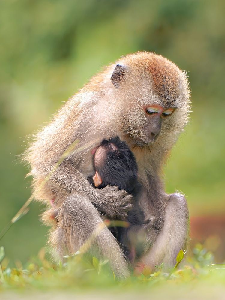 Beneath the Canopy: The Embrace of Monkey Mother and Baby