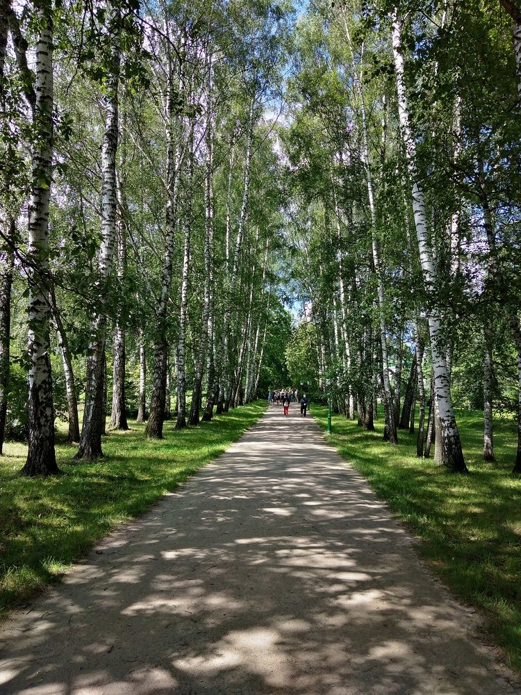 Берёзовая аллея.