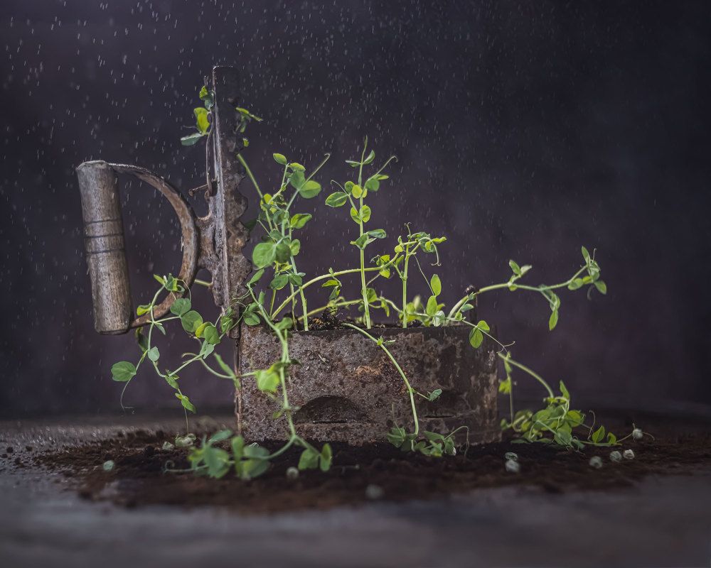 Photograph by  Анастасия Тимарг