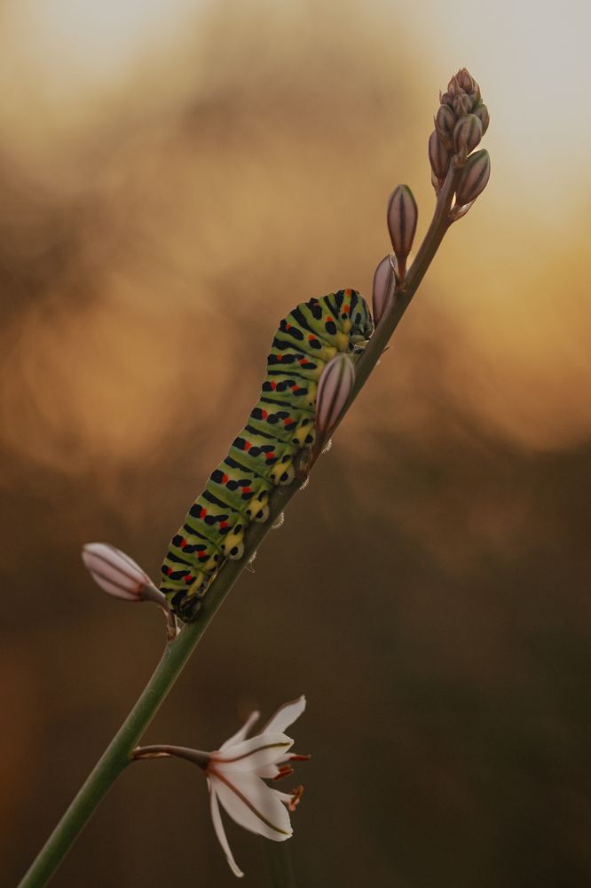 Photograph by Torres