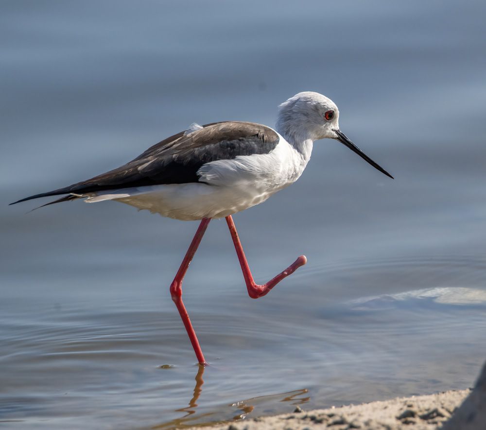 Фотография автора محمد سعد أبو أبراهم