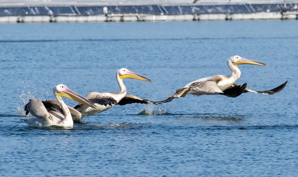 Фотография автора محمد سعد أبو أبراهم