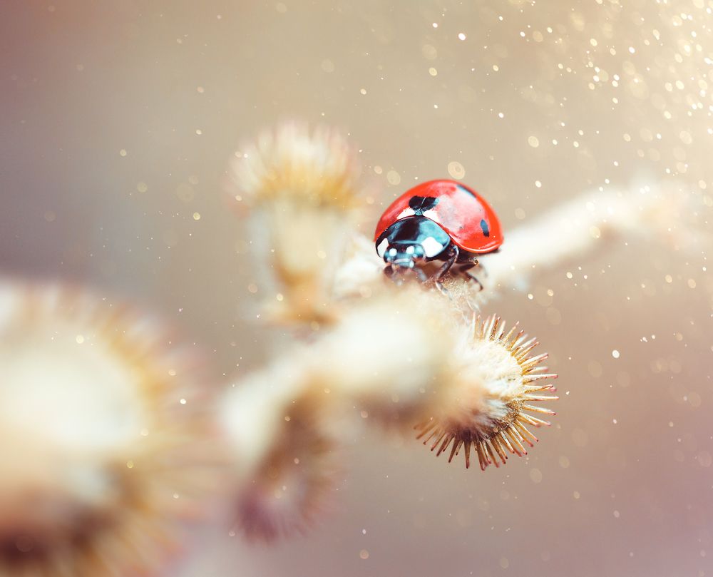 Невидимый мир