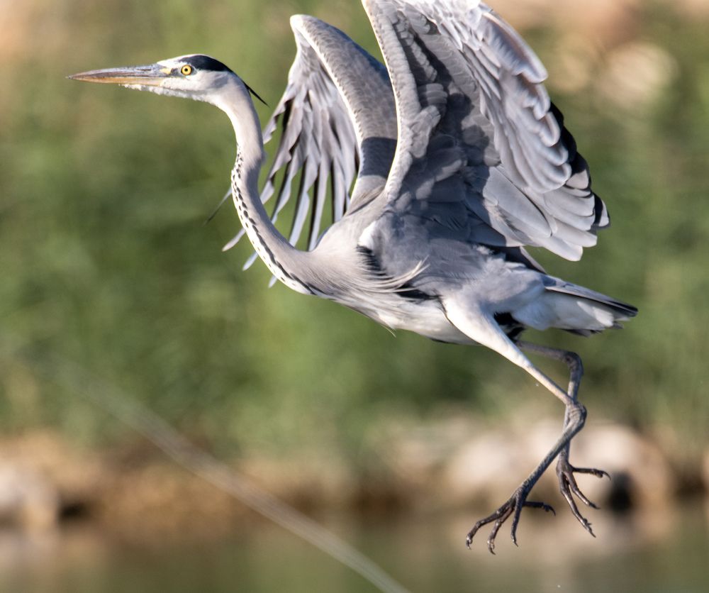 Фотография автора محمد سعد أبو أبراهم