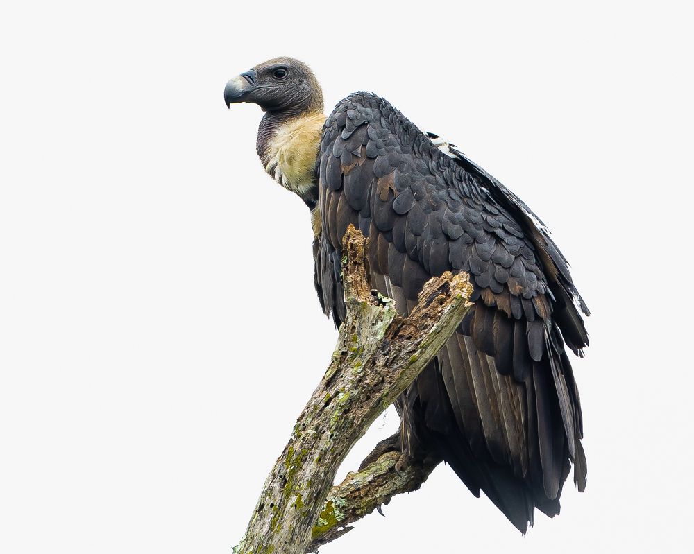 Photograph by Shiva Kumar. R