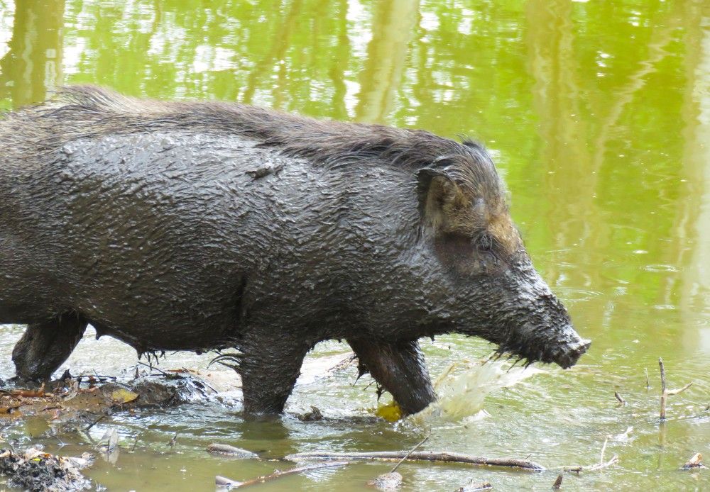 Mud-clad wild boar enters water