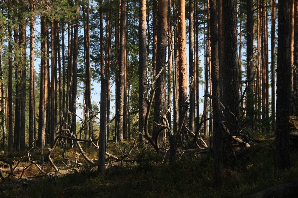 Фотография автора Анастасия Зверева