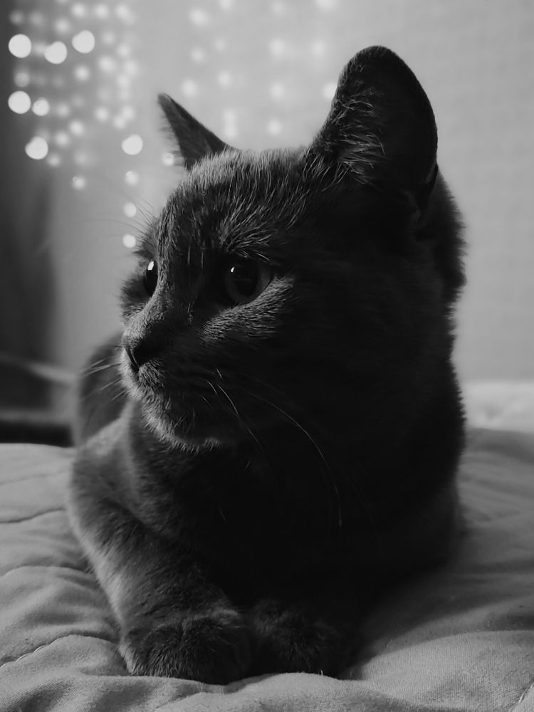 Кот Яшка