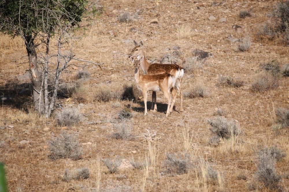 Photograph by  mohsenzadeh