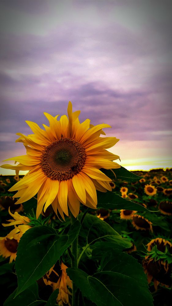 Photograph by Maria Stankevich