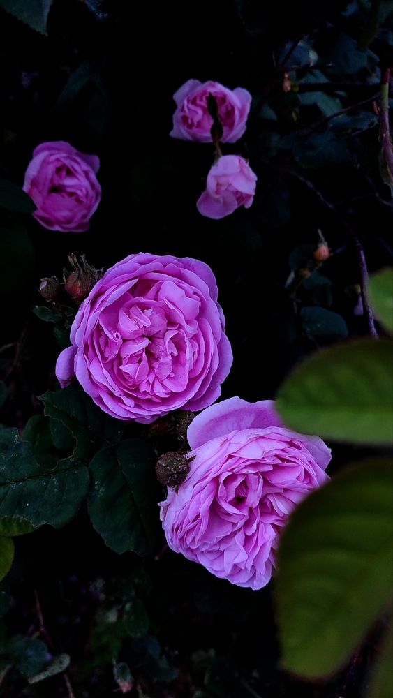 Photograph by Maria Stankevich