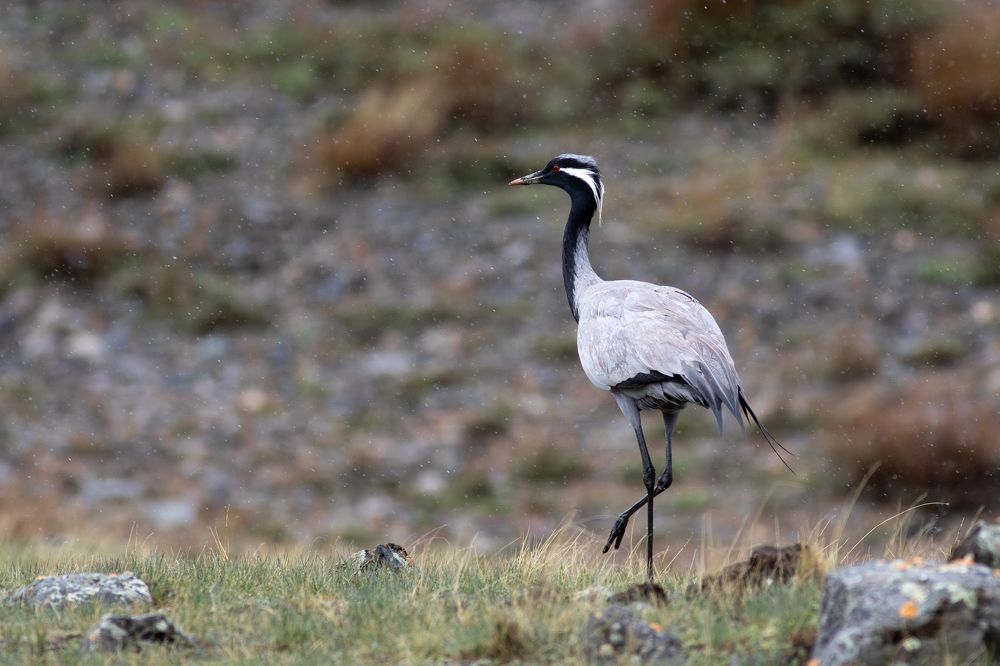 Фотография автора Гурьевских Евгений