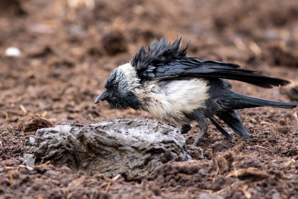 Фотография автора Гурьевских Евгений