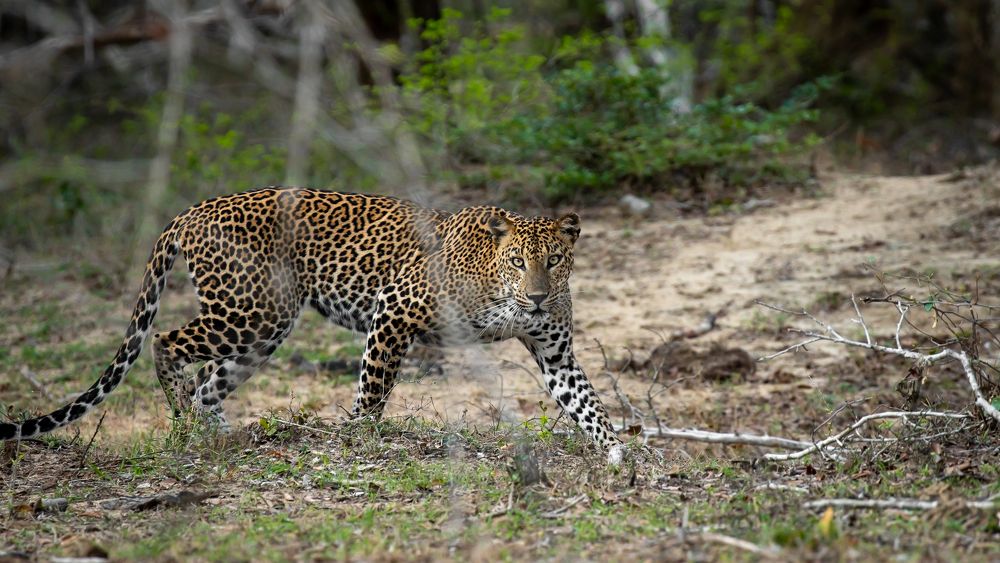 Фотография автора Raoul Rutnam