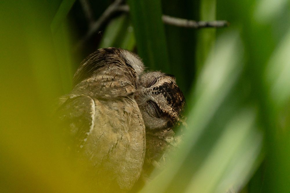 Фотография автора Raoul Rutnam
