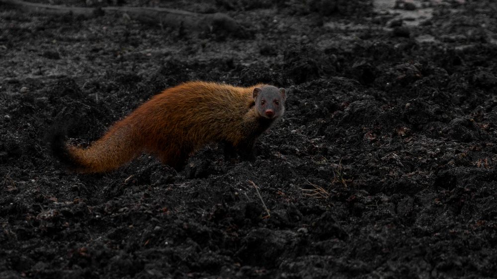 Фотография автора Raoul Rutnam