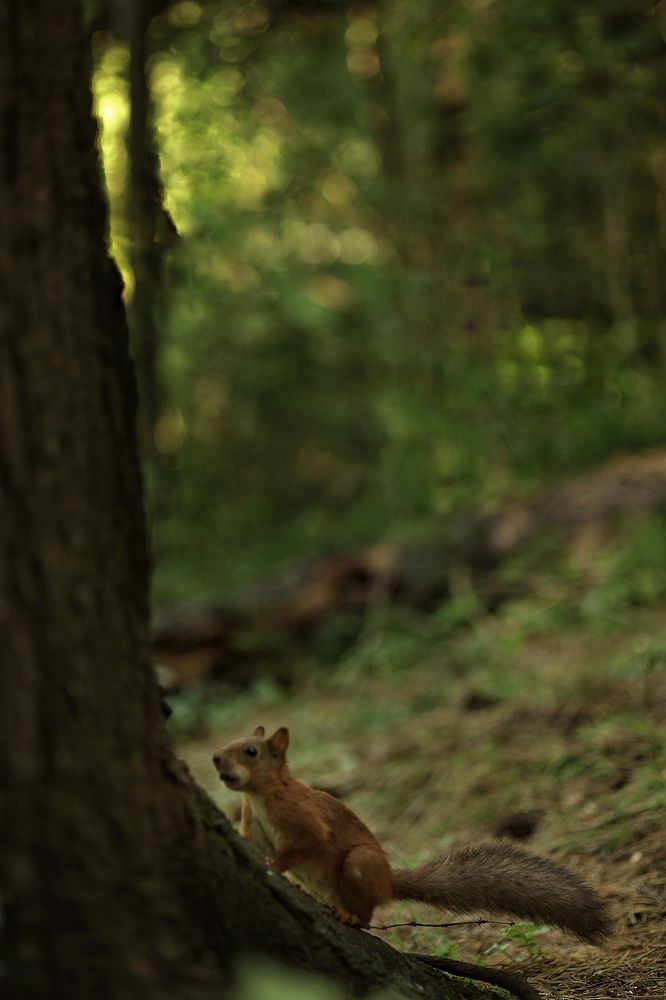 Photograph by Бальзирова Наталья