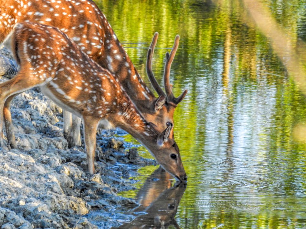 Photograph by Bidyut Dutta
