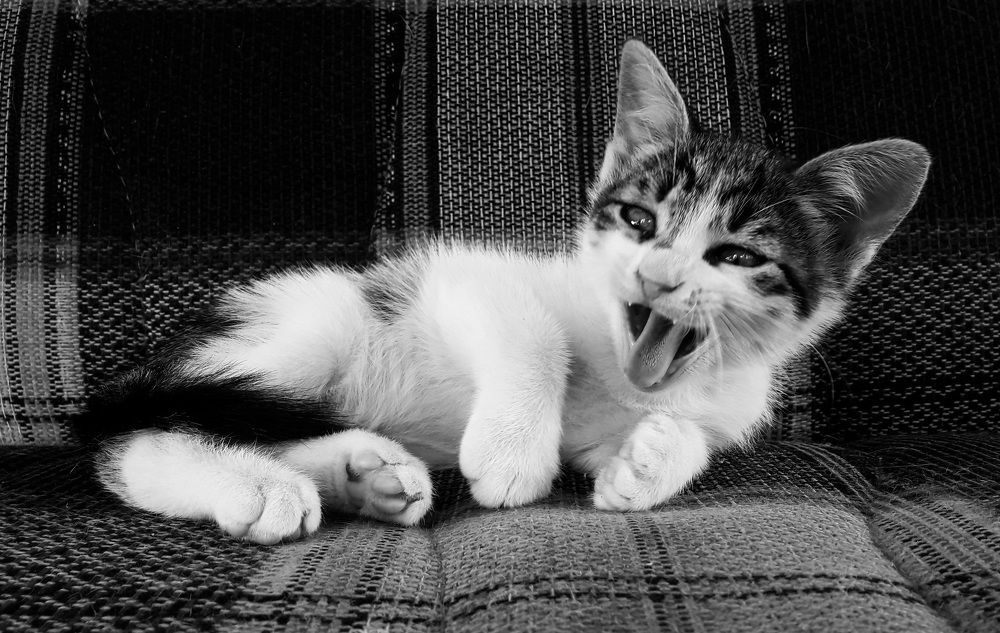 Photograph by Ömer Atasayar