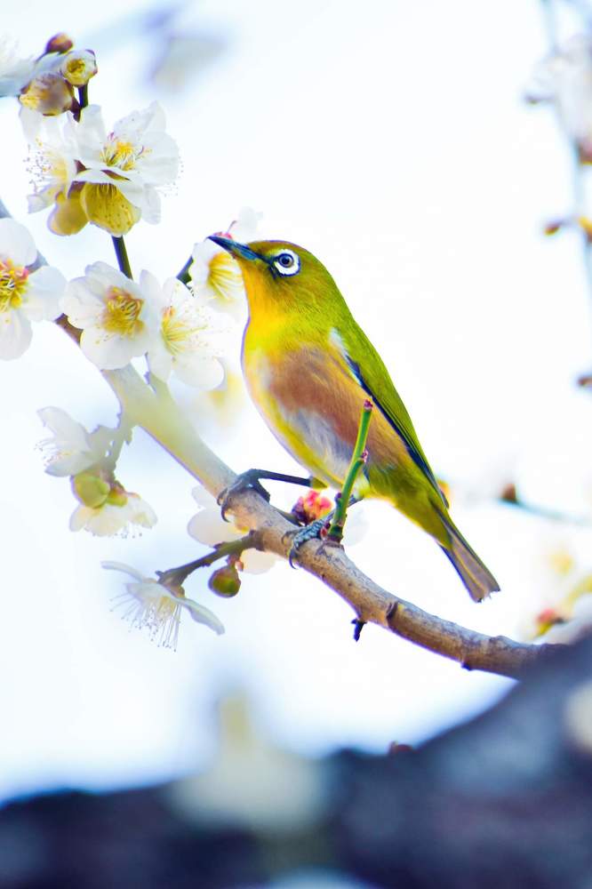 Фотография автора Sen Abhijit