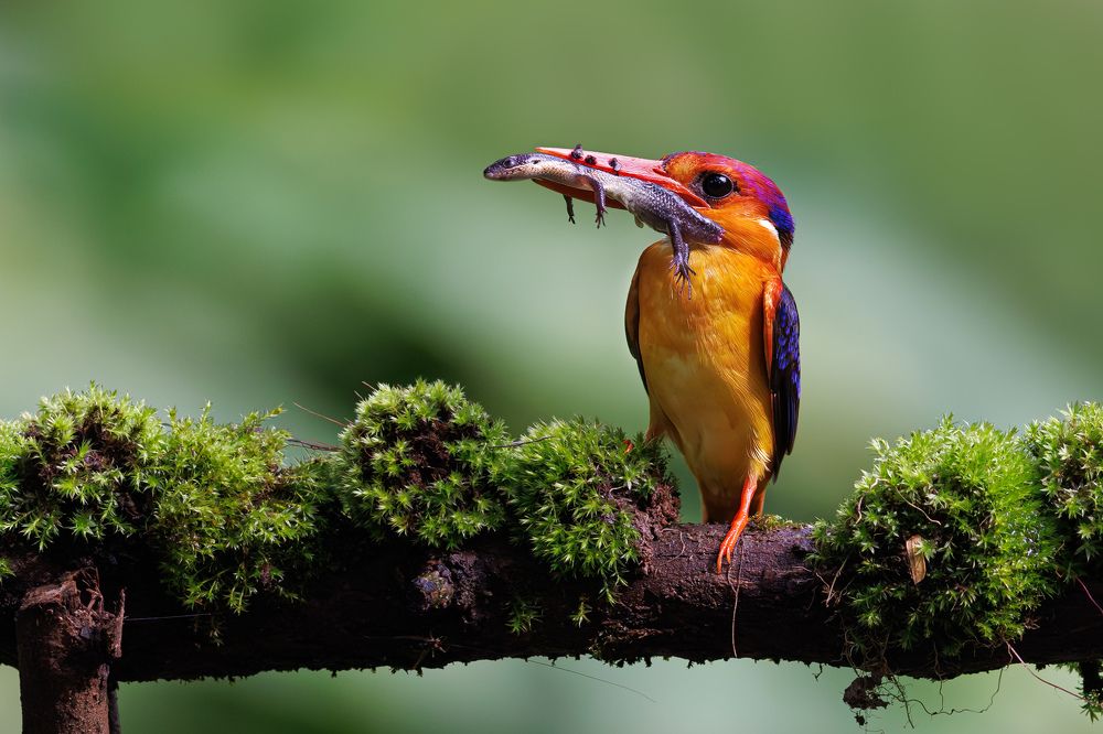 A Black Backed Dwarf Kingfisher with a catch!