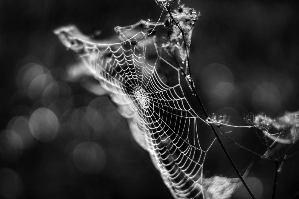 Белым по черному