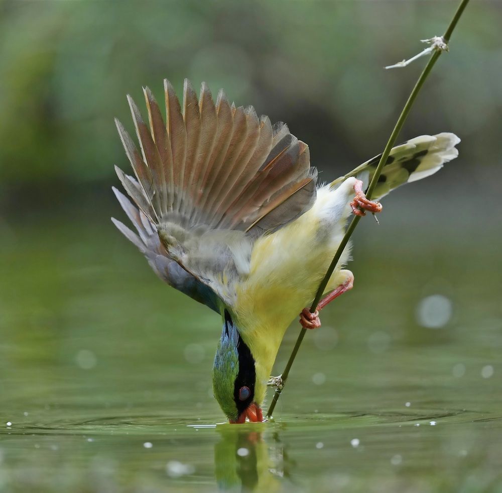 Photograph by Kan Chung Wong