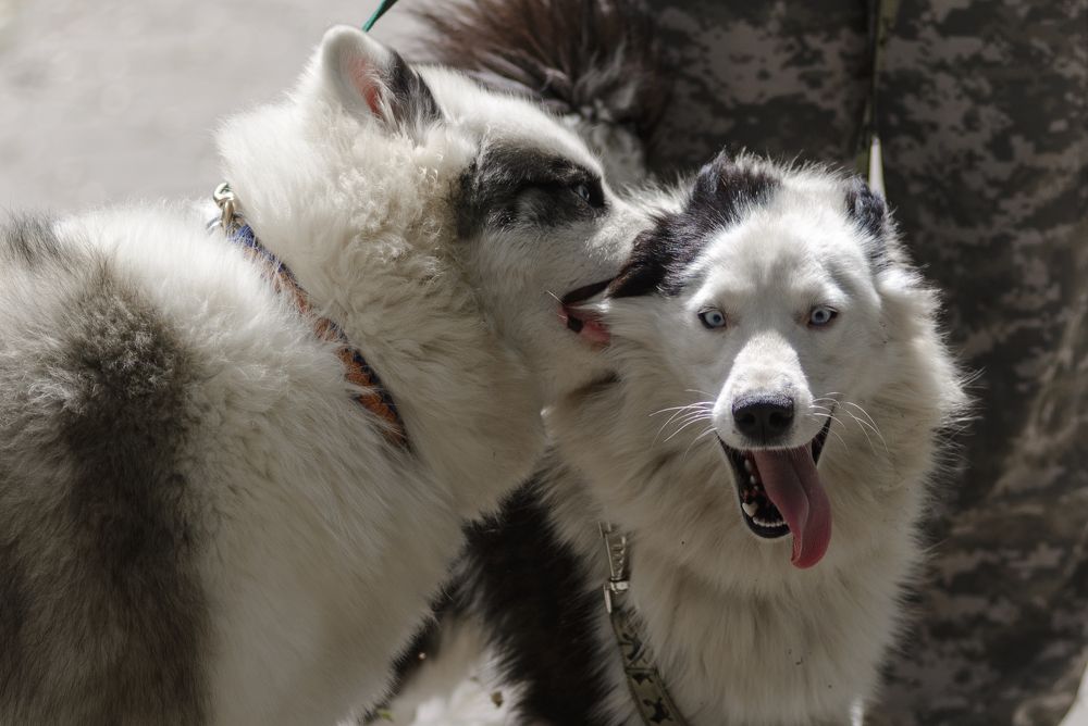 Photograph by Konstantin Zotkin