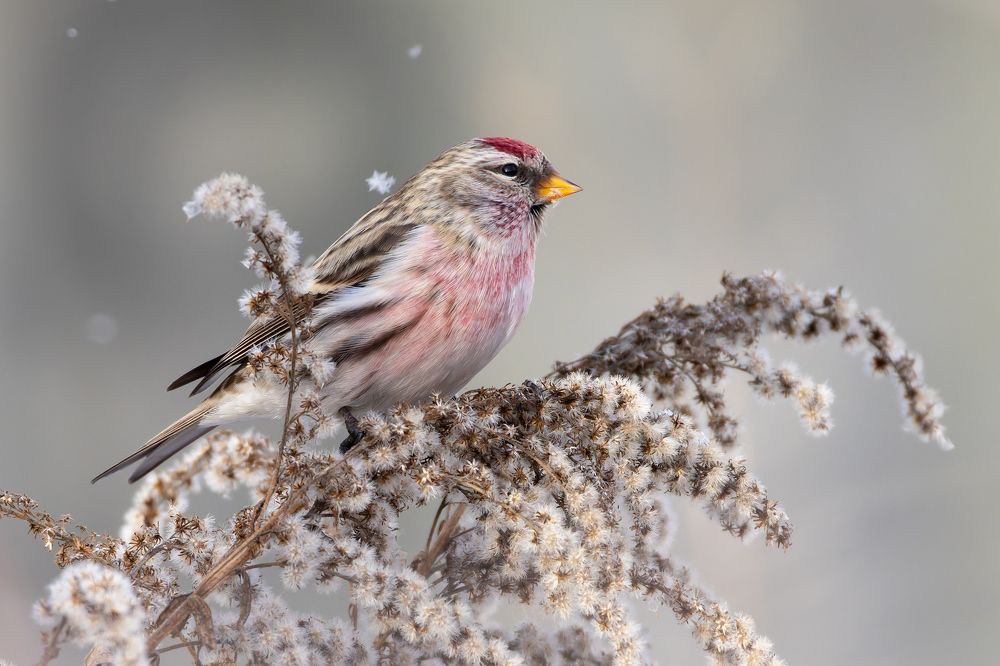 Чечетка. (Acanthis flammea)