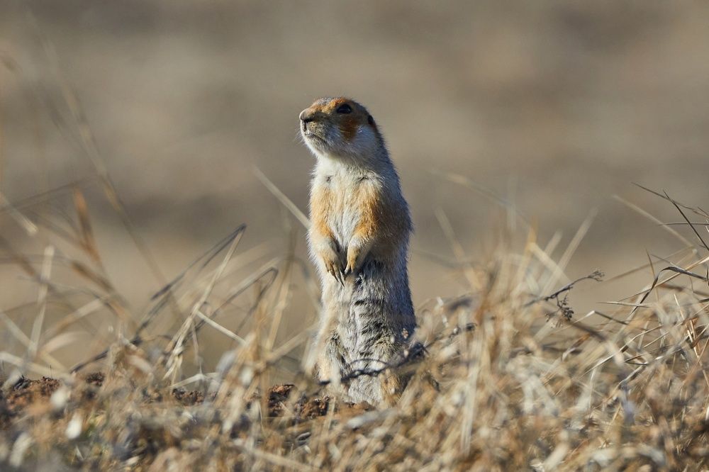 Фотография автора Гильманов Артур