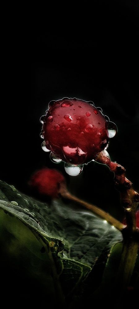 Photograph by Нина Иоселиани