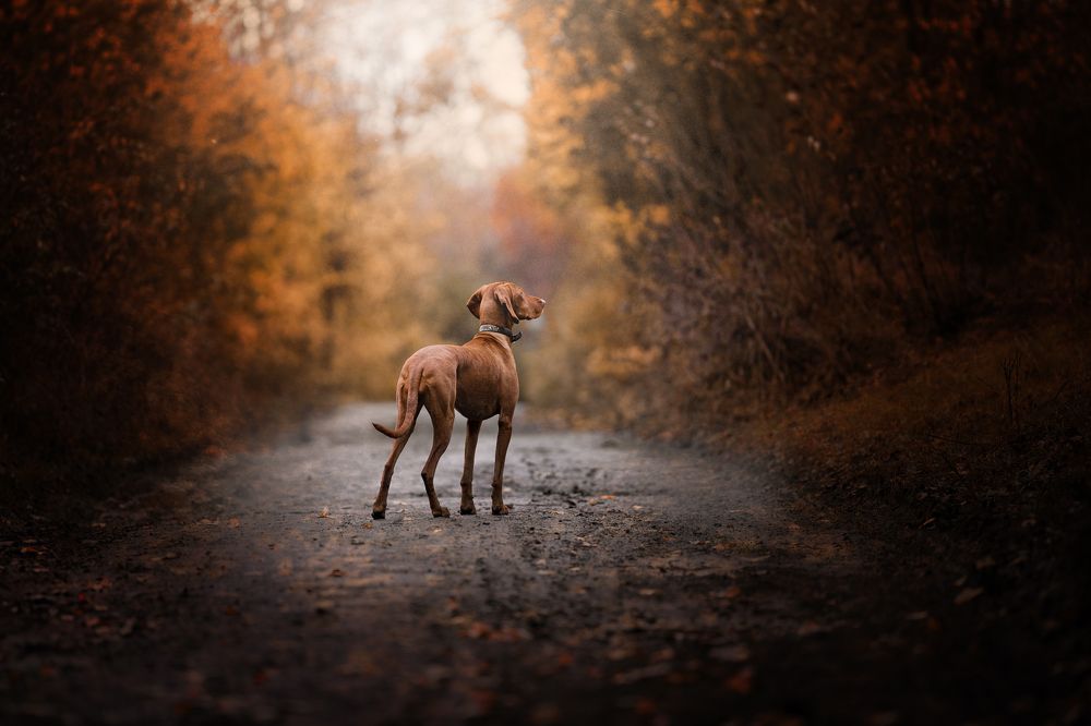 Photograph by Nikol Kopp