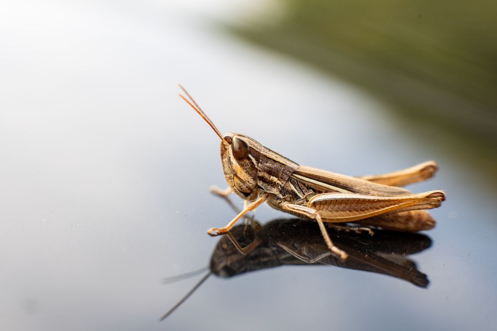 Фотография автора Michel PACHOT